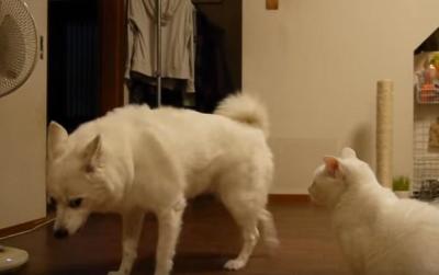 すごい迫力・・犬をたじたじにする猫