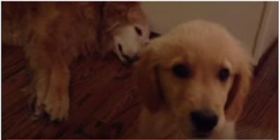 睡眠中のゴールデンレトリバーに子犬ビックリ