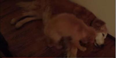 睡眠中のゴールデンレトリバーに子犬ビックリ