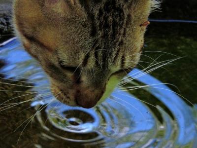 猫に水を飲んでもらうにはどうしたらいいの?