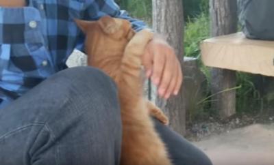 膝に乗せてもらおうと頑張る猫