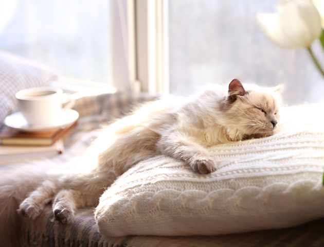 夏は熱中症に注意が必要! 猫ちゃんの暑さ対策とは?