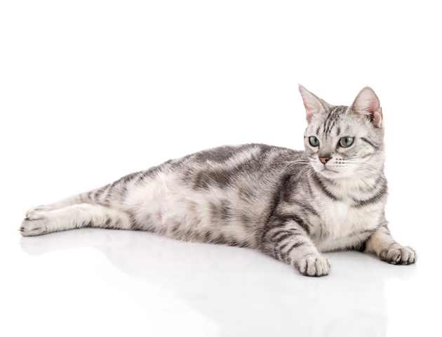 猫のお腹の気になるたぷたぷ ~「ルーズスキン」とは~