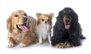 shutterstock_259030166_R