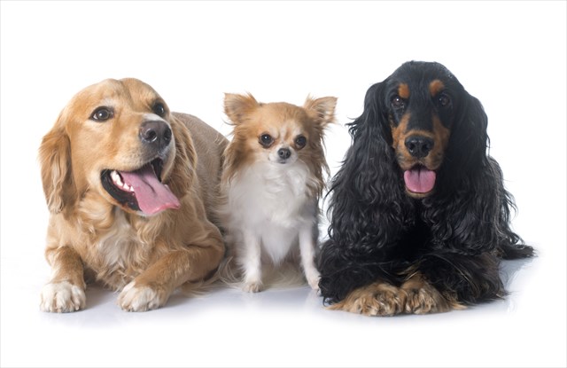 shutterstock_259030166_R