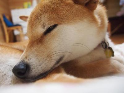 寝たきりペットの床ずれ、どんな処置が必要?