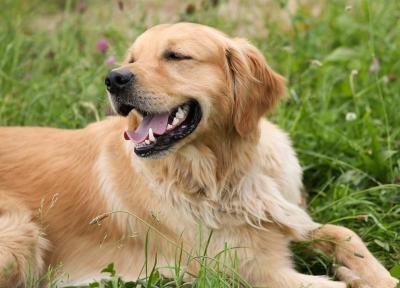 犬が大好きな野菜、どうやってあげればいい?