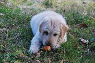 犬が大好きな野菜、どうやってあげればいい?
