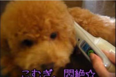 掃除機に吸われて悶絶、トイプードル