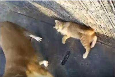 犬小屋に住み着く猫親子、散歩も犬と一緒