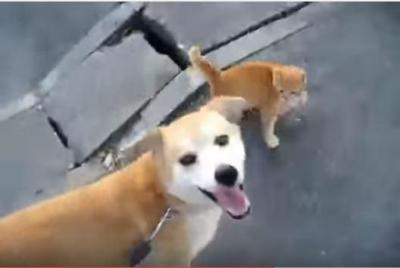 犬小屋に住み着く猫親子、散歩も犬と一緒