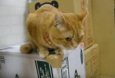 えっそこまで!?ごはんが楽しみすぎる猫