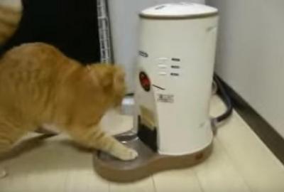 えっそこまで!?ごはんが楽しみすぎる猫