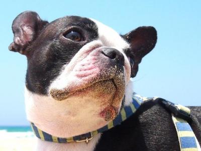 犬同士はどんな風に挨拶するのか知ってる?