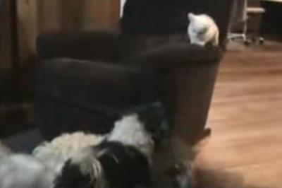 はしゃぎ回る犬たちから子猫を守る、優しい犬