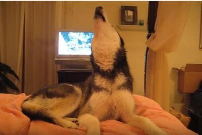 「I love you」と絶唱するハスキー犬