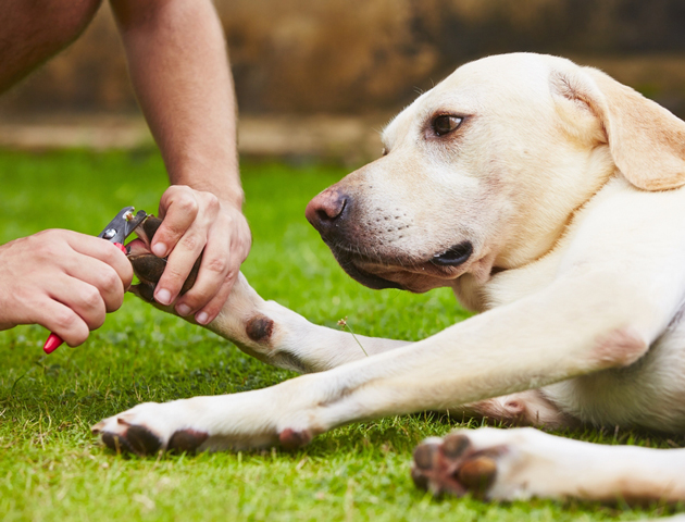 伸び過ぎや放置は危険! 愛犬の爪のお手入れ、大丈夫?