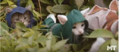 アサシンは可愛い猫たち、壮大な旅で大活躍