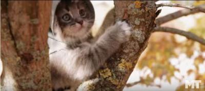 アサシンは可愛い猫たち、壮大な旅で大活躍