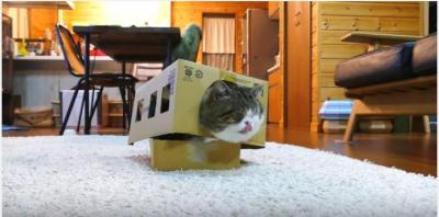 箱大好き猫・まるくん、猫バスになる