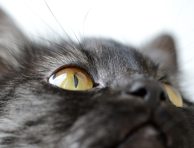 愛猫の健康管理! 目ヤニで健康状態を見極める方法は?