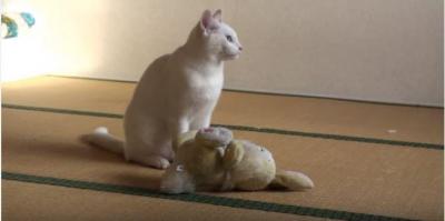 迫力満点!白猫がぬいぐるみ相手に柔道の練習