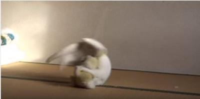 迫力満点!白猫がぬいぐるみ相手に柔道の練習