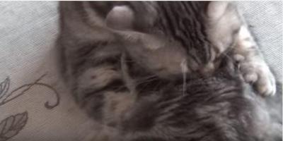 変わってる?自分をモミモミする猫