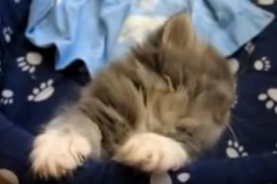 たまらなくかわいい!!猫のうたたね姿