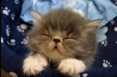 たまらなくかわいい!!猫のうたたね姿