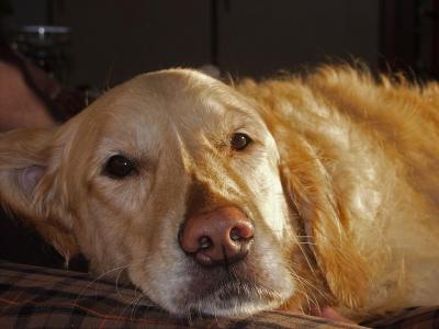 うちの犬、ひょっとして認知症?