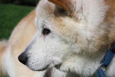 うちの犬、ひょっとして認知症?