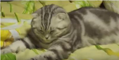 睡魔と闘う猫の、とっても可愛い結末とは