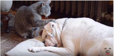 起きて~、甘える様に犬を起こす猫の結末は?
