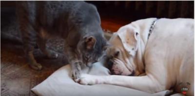 起きて~、甘える様に犬を起こす猫の結末は?