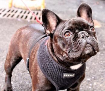 シニア犬の血尿、あなどってはいけません!