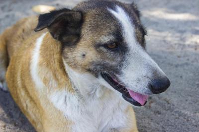 シニア犬の血尿、あなどってはいけません!