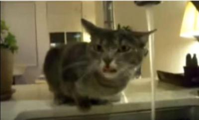 まるでヨーダ?蛇口から水を飲む猫