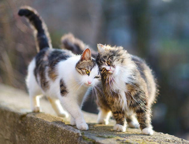 性格も違う? 猫の短毛種と長毛種の特徴とは