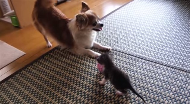 chihuahuatokoneko_R
