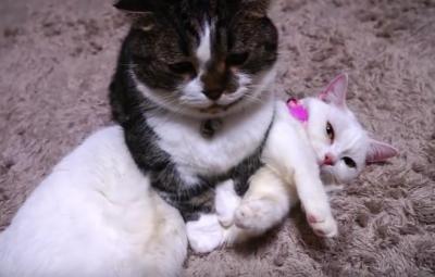 そのままでいいの??マイペースな猫たち