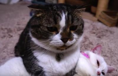 そのままでいいの??マイペースな猫たち