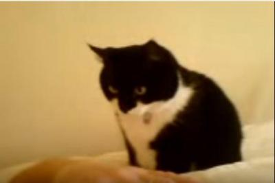 「お腹が空いたよ~」飼い主さんを起こす猫