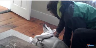 可愛いハスキー犬「ノー!」の一点張りで拒否