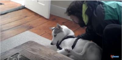 可愛いハスキー犬「ノー!」の一点張りで拒否