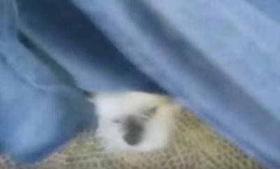 ブランケットの下から・・・!ビックリな姿の犬