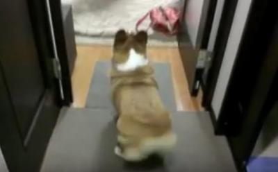 アップで見ると面白い!コーギーの特徴