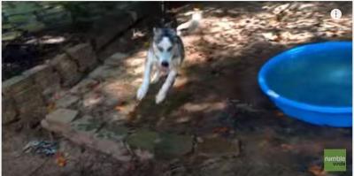 ベビープールで大はしゃぎのハスキー犬