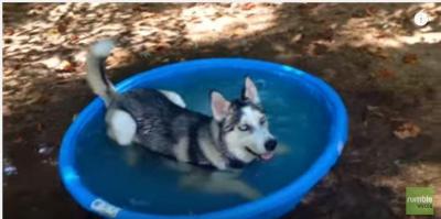 ベビープールで大はしゃぎのハスキー犬