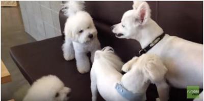 喧嘩の仲裁に入る犬と怒られる犬